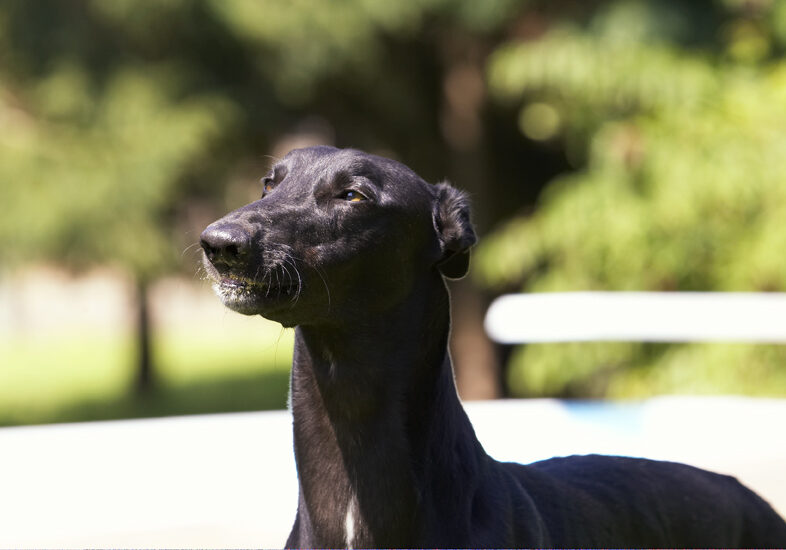 Buddy, Dog, Dogs, Greyhound