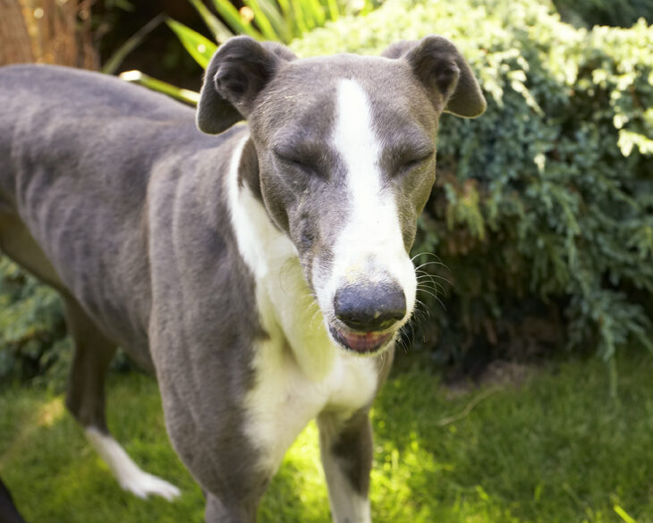 Dog, Dogs, Greyhound, Molly