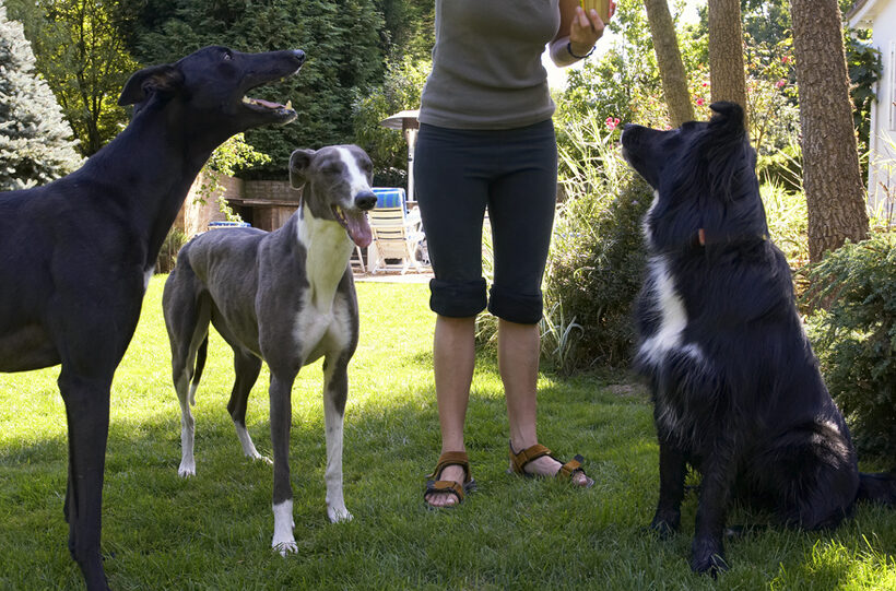 Barney, Border Collie, Buddy, Dog, Dogs, Greyhound, Molly, Tongue