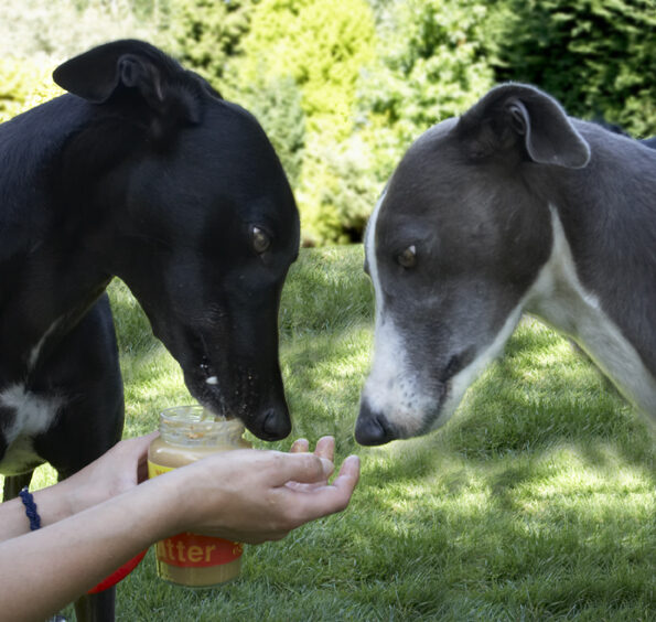 Buddy, Dog, Dogs, Greyhound, Molly, Peanut Butter, Petra
