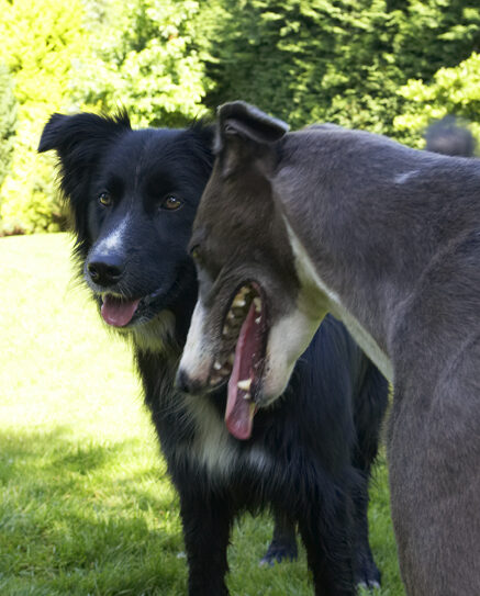 Barney, Border Collie, Dog, Dogs, Greyhound, Molly, Tongue