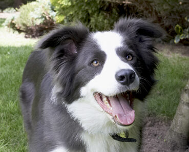 Border Collie, Collies, Dog, Dogs, Tongue, Zima
