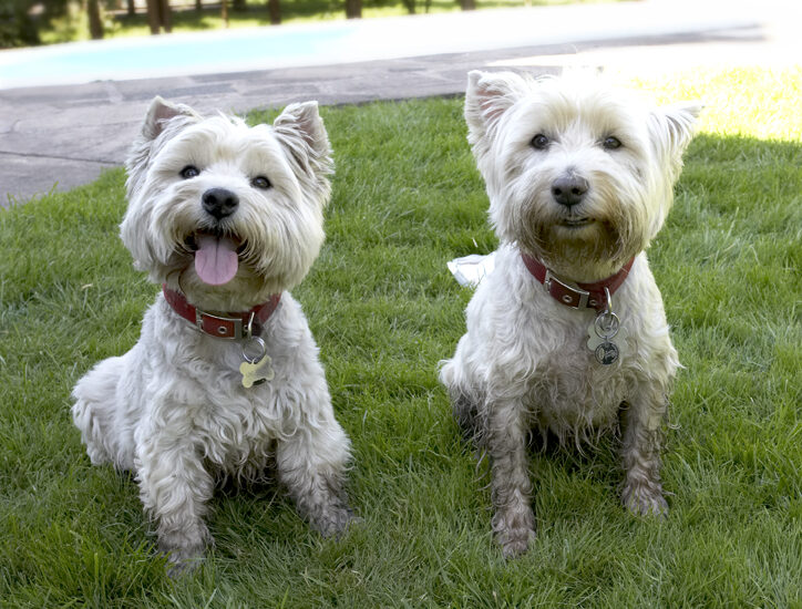 Dog, Dogs, Molly, Scruffy, Terriers, Tongue, West Highland Terrier