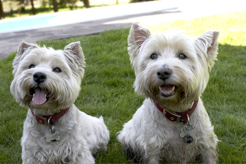 Dog, Dogs, Molly, Scruffy, Terriers, Tongue, West Highland Terrier