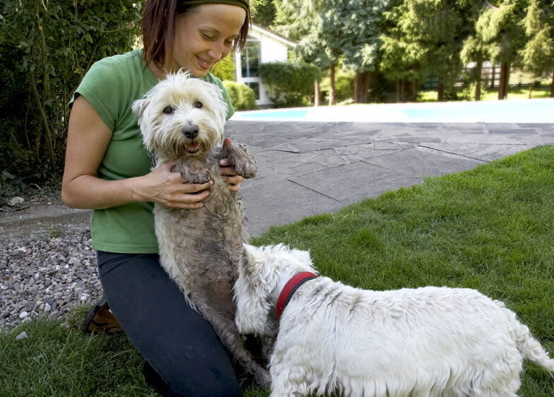 Dog, Dogs, Molly, Petra, Scruffy, Terriers, West Highland Terrier