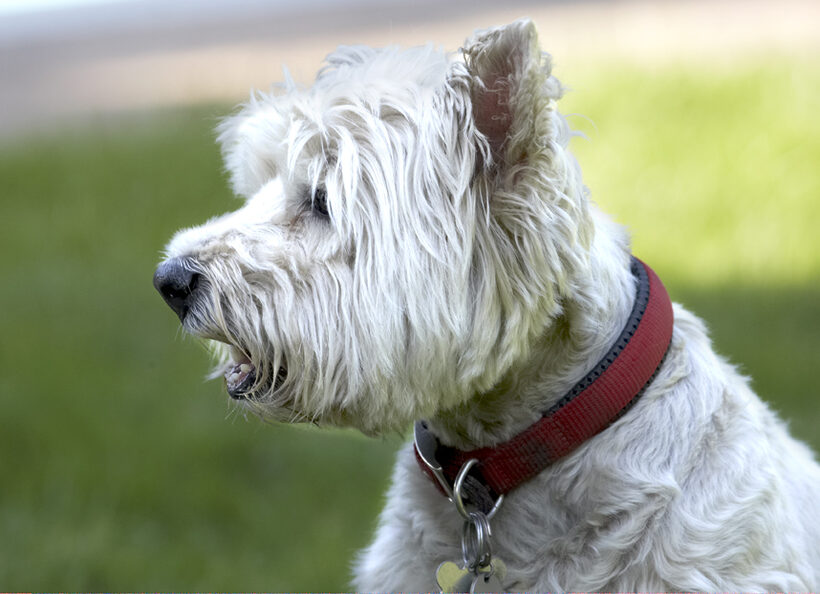 Dog, Dogs, Molly, Scruffy, Terriers, West Highland Terrier