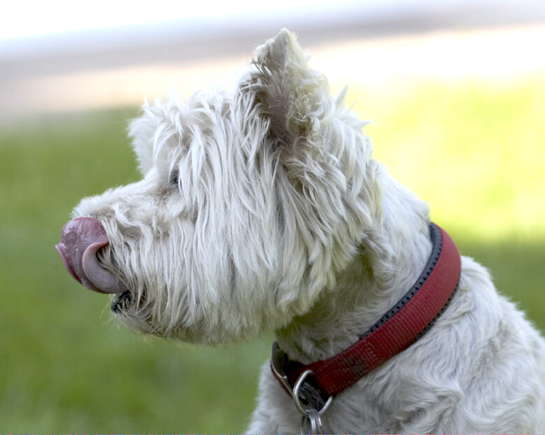 Dog, Dogs, Molly, Scruffy, Terriers, Tongue, West Highland Terrier