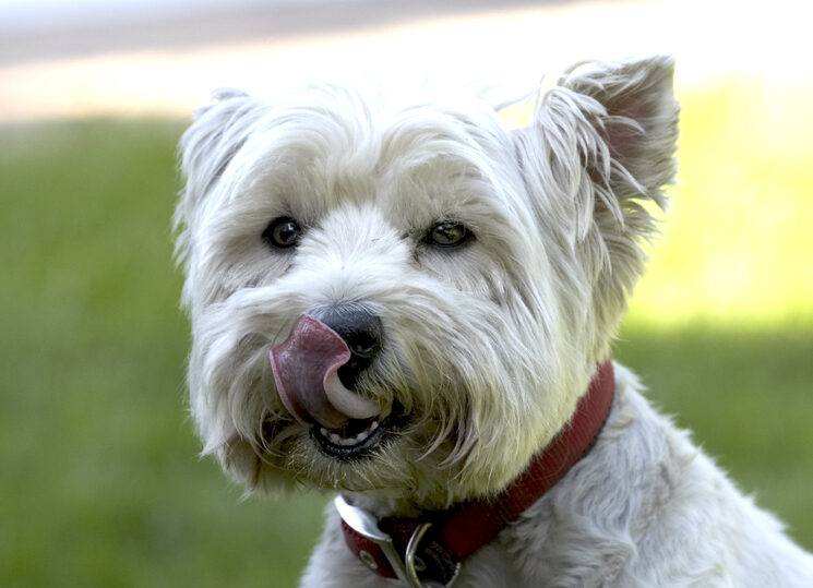 Dog, Dogs, Molly, Scruffy, Terriers, Tongue, West Highland Terrier