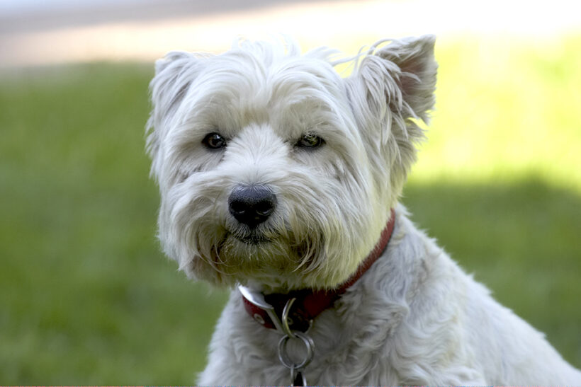 Dog, Dogs, Molly, Scruffy, Terriers, West Highland Terrier