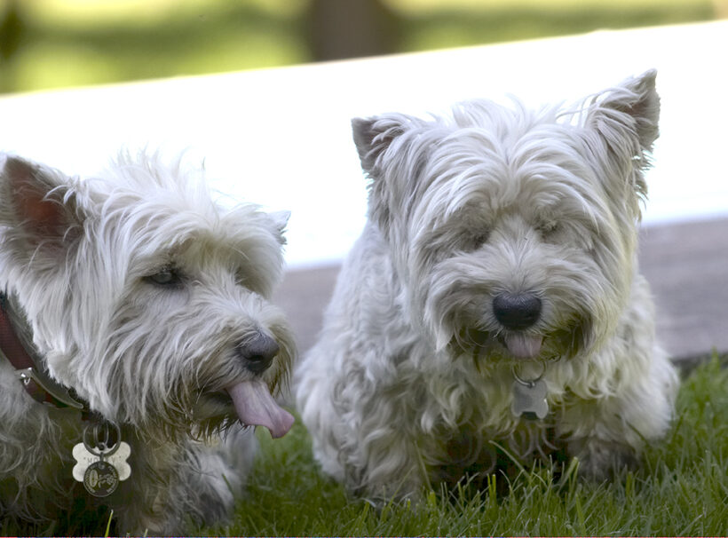 Dog, Dogs, Molly, Scruffy, Terriers, Tongue, West Highland Terrier