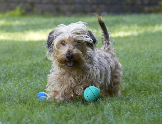 Ball, Dog, Dogs, Henry, Wirehaired Miniature Daschund