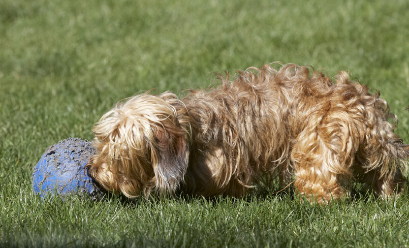 Dog, Dogs, Henry, Wirehaired Miniature Daschund
