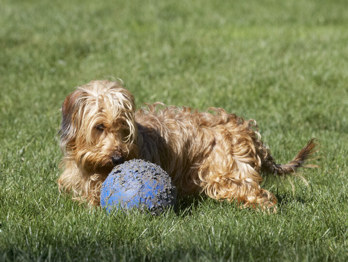 Dog, Dogs, Henry, Wirehaired Miniature Daschund