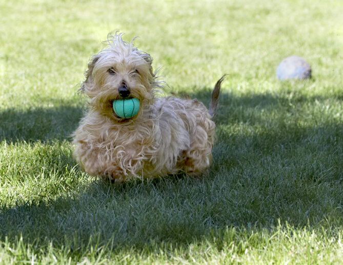 Dog, Dogs, Henry, Wirehaired Miniature Daschund