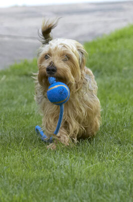 Dog, Dogs, Henry, Wirehaired Miniature Daschund