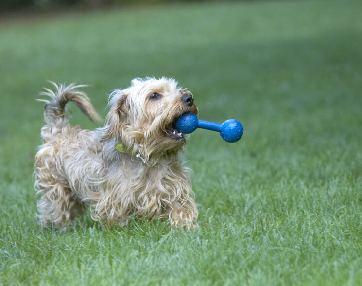 Dog, Dogs, Henry, Wirehaired Miniature Daschund