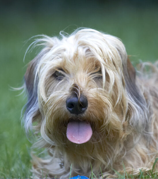 Dog, Dogs, Henry, Tongue, Wirehaired Miniature Daschund