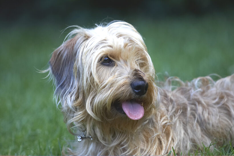 Dog, Dogs, Henry, Tongue, Wirehaired Miniature Daschund