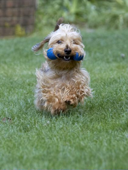 Dog, Dogs, Henry, Wirehaired Miniature Daschund