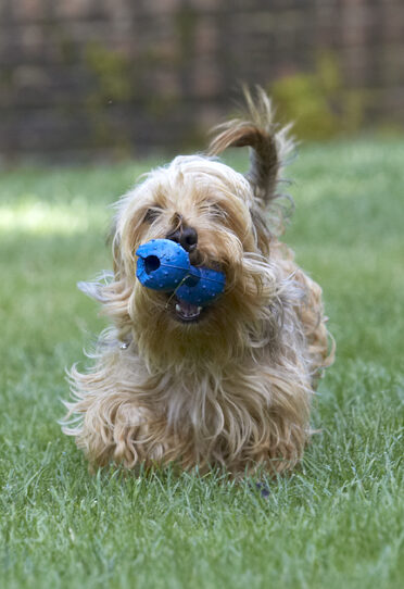 Dog, Dogs, Henry, Wirehaired Miniature Daschund