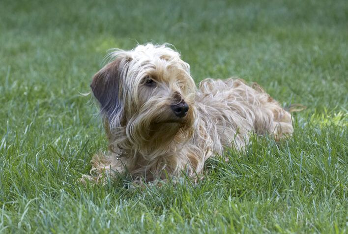 Dog, Dogs, Henry, Wirehaired Miniature Daschund