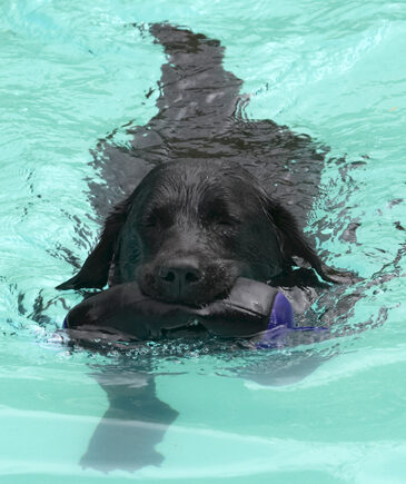 Dog, Dogs, Labrador, Millie, Pool, Swimming