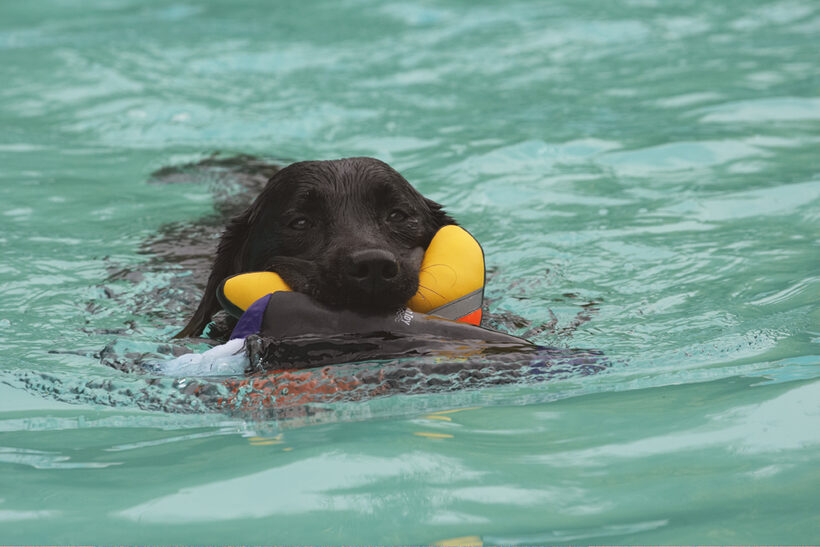 Dog, Dogs, Labrador, Millie, Pool, Swimming