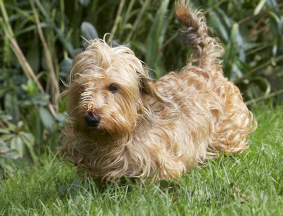 Dog, Dogs, Henry, Wirehaired Miniature Daschund