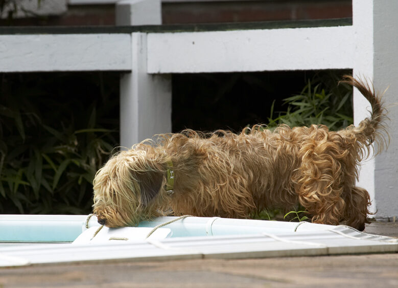 Dog, Dogs, Henry, Wirehaired Miniature Daschund