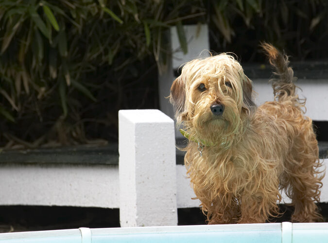 Dog, Dogs, Henry, Wirehaired Miniature Daschund