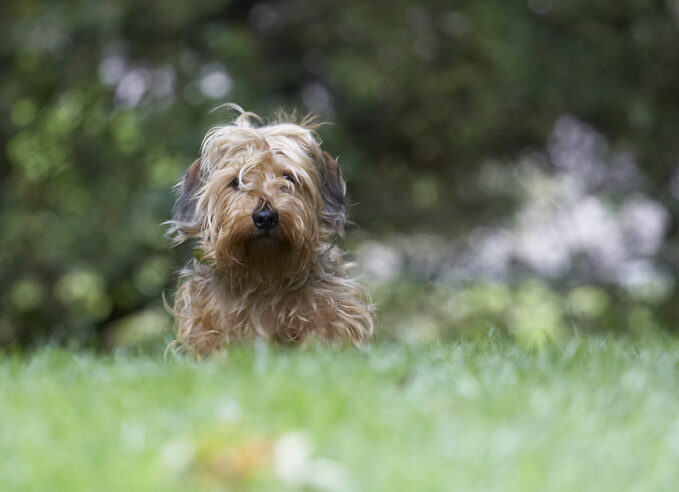Dog, Dogs, Henry, Wirehaired Miniature Daschund