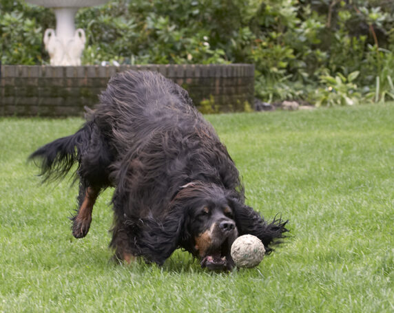 Cassie, Dog, Dogs, Gordon Setter, Molly