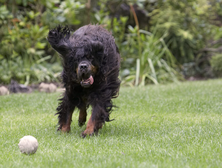 Cassie, Dog, Dogs, Gordon Setter, Molly, Tongue