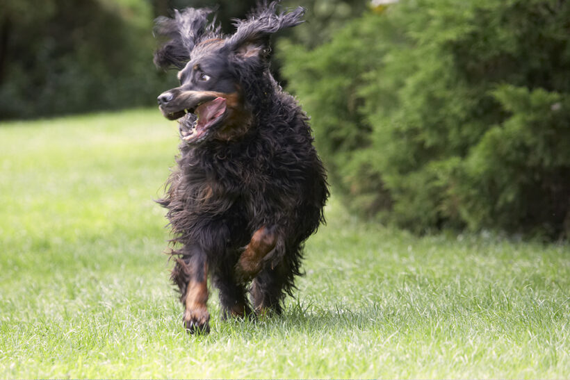 Cassie, Dog, Dogs, Gordon Setter, Molly