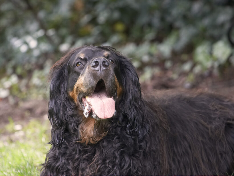 Cassie, Dog, Dogs, Gordon Setter, Molly, Tongue