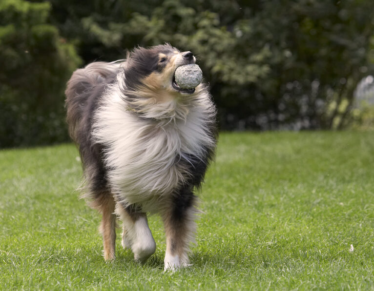Collies, Dog, Dogs, Rough Collie, Scooby