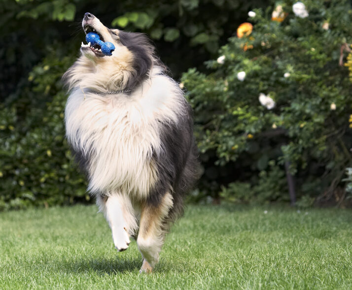 Collies, Dog, Dogs, Rough Collie, Scooby