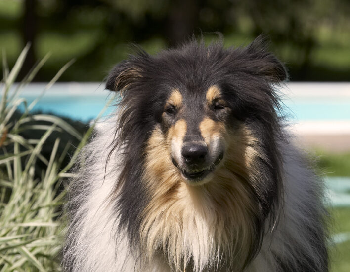 Collies, Dog, Dogs, Rough Collie, Scooby