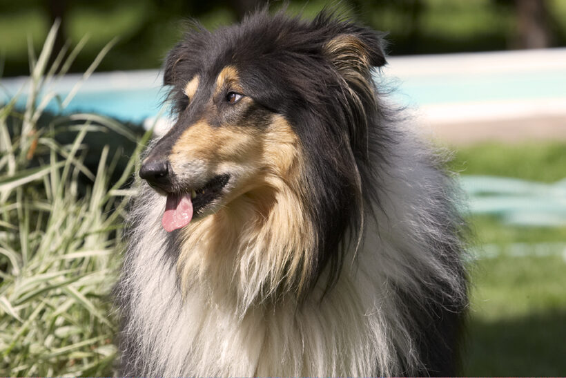Collies, Dog, Dogs, Rough Collie, Scooby, Tongue