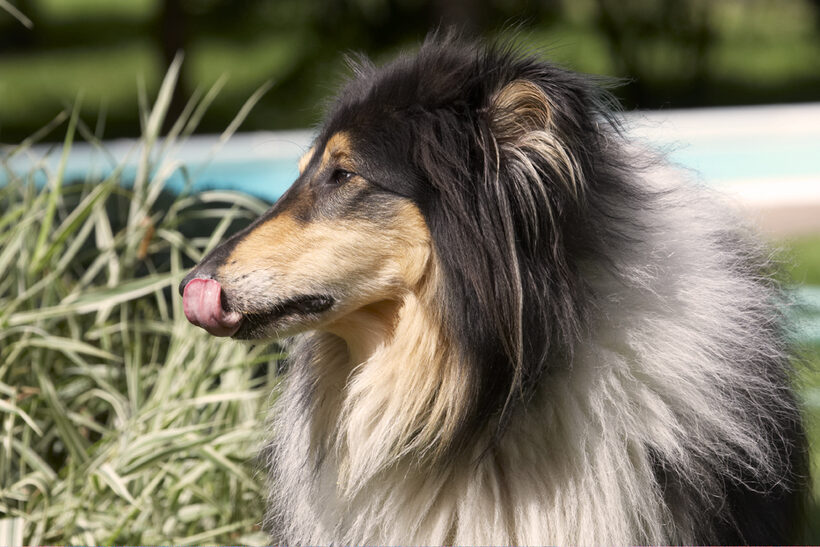 Collies, Dog, Dogs, Rough Collie, Scooby