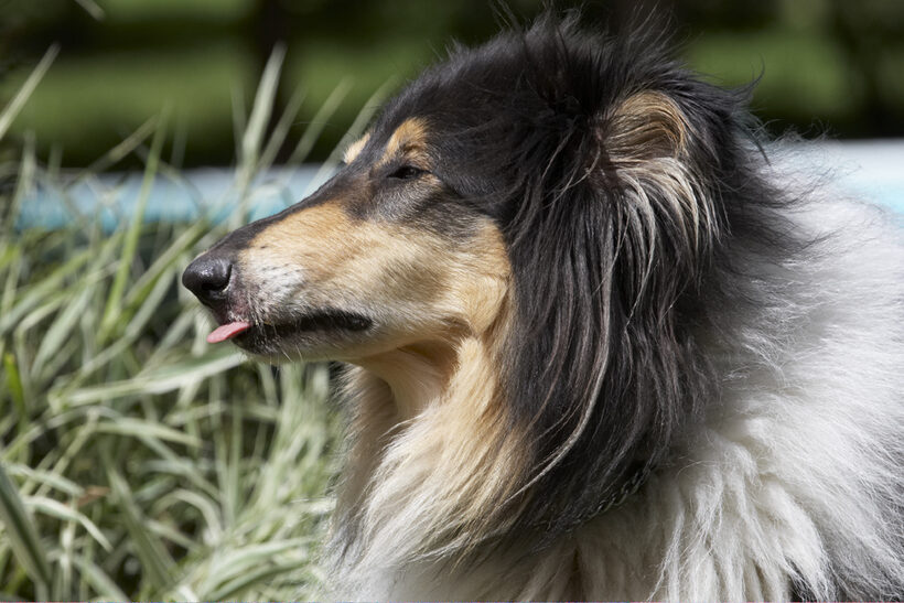 Collies, Dog, Dogs, Rough Collie, Scooby