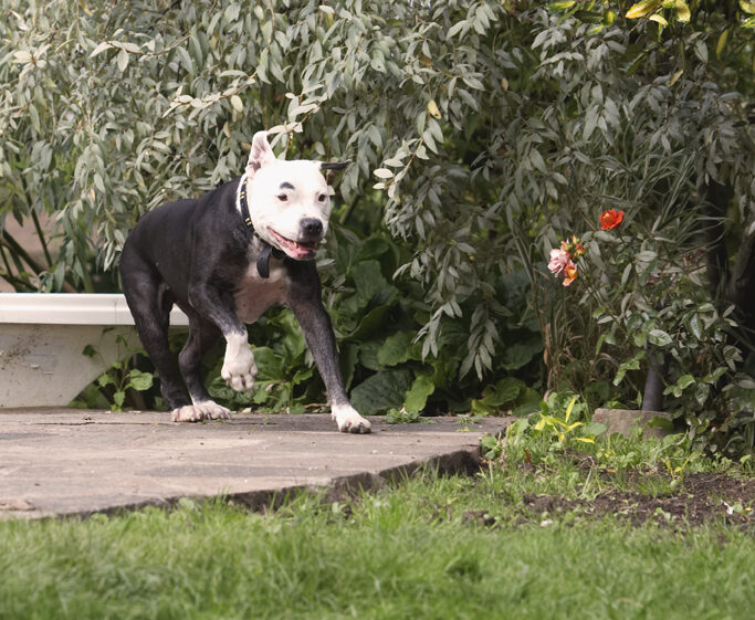 Dog, Dogs, Kess, Staffordshire Bull Terrier, Terriers