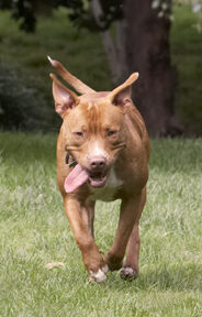 Dog, Dogs, Honey, Staffordshire Bull Terrier, Terriers, Tongue