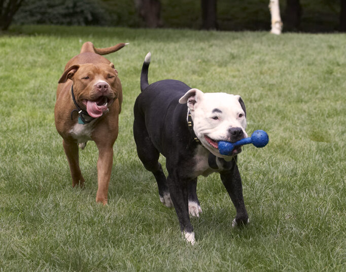 Dog, Dogs, Honey, Kess, Staffordshire Bull Terrier, Terriers, Tongue