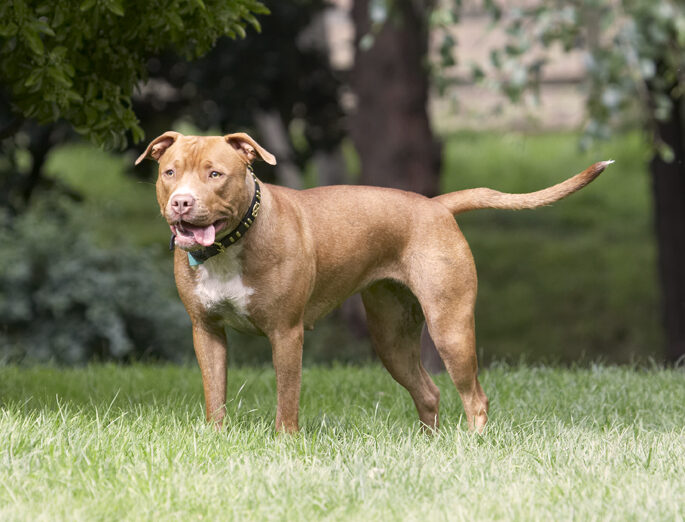 Dog, Dogs, Honey, Staffordshire Bull Terrier, Terriers, Tongue