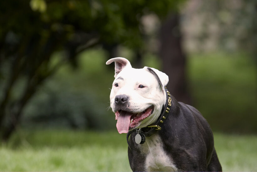 Dog, Dogs, Kess, Staffordshire Bull Terrier, Terriers, Tongue