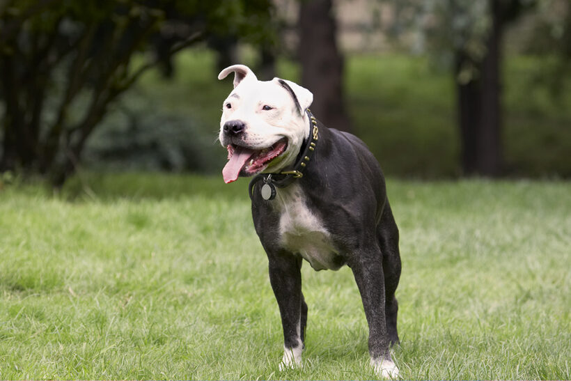 Dog, Dogs, Kess, Staffordshire Bull Terrier, Terriers, Tongue