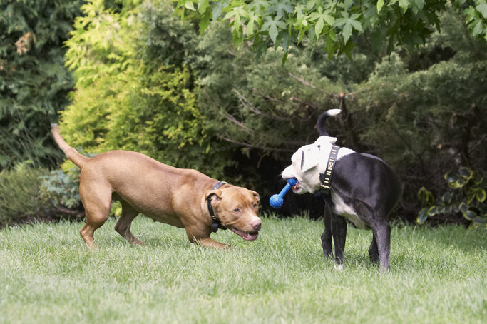 Dog, Dogs, Honey, Kess, Staffordshire Bull Terrier, Terriers