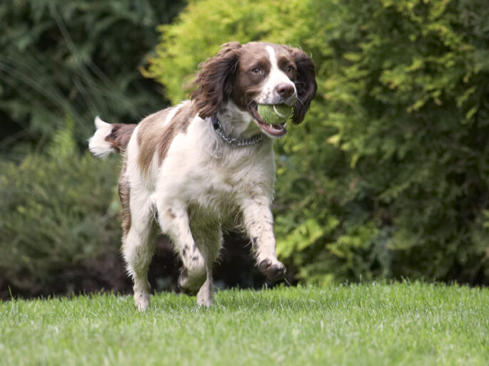 Ball, Dog, Dogs, Holly, Spaniels, Springer Spaniel
