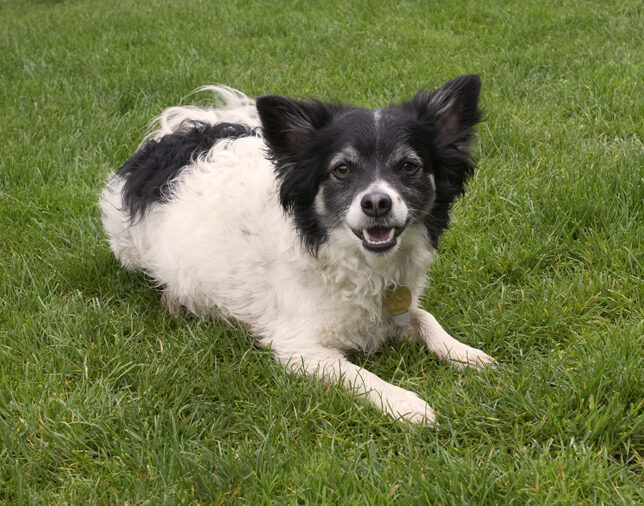Dog, Dogs, Long Haired Chihuahua, Matt